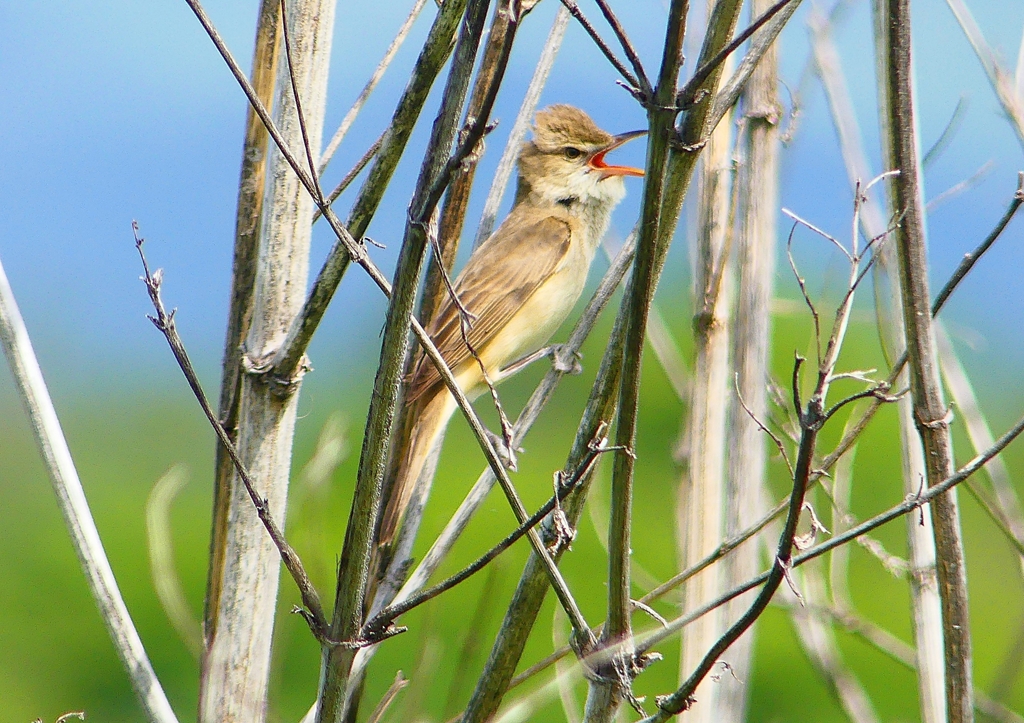 P2000450：オオヨシキリ_R