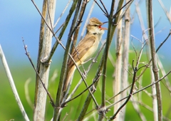P2000450：オオヨシキリ_R