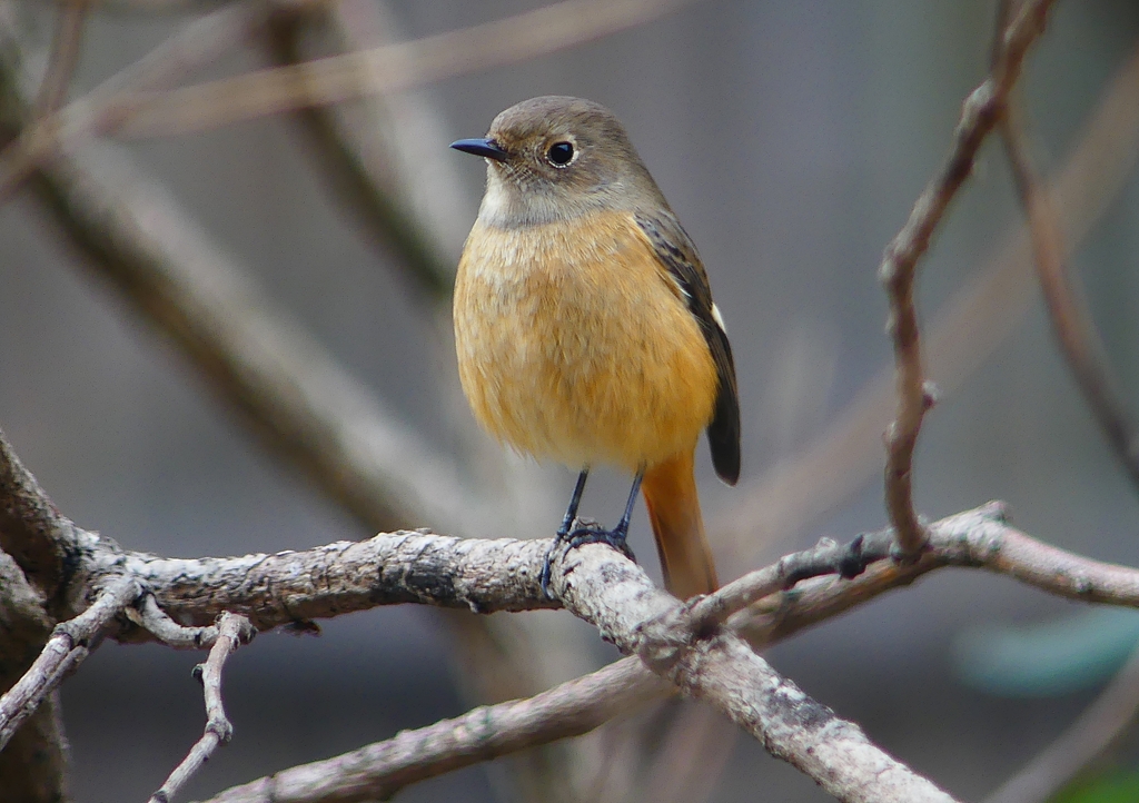 P1560307：ジョウビタキ（メス）_R