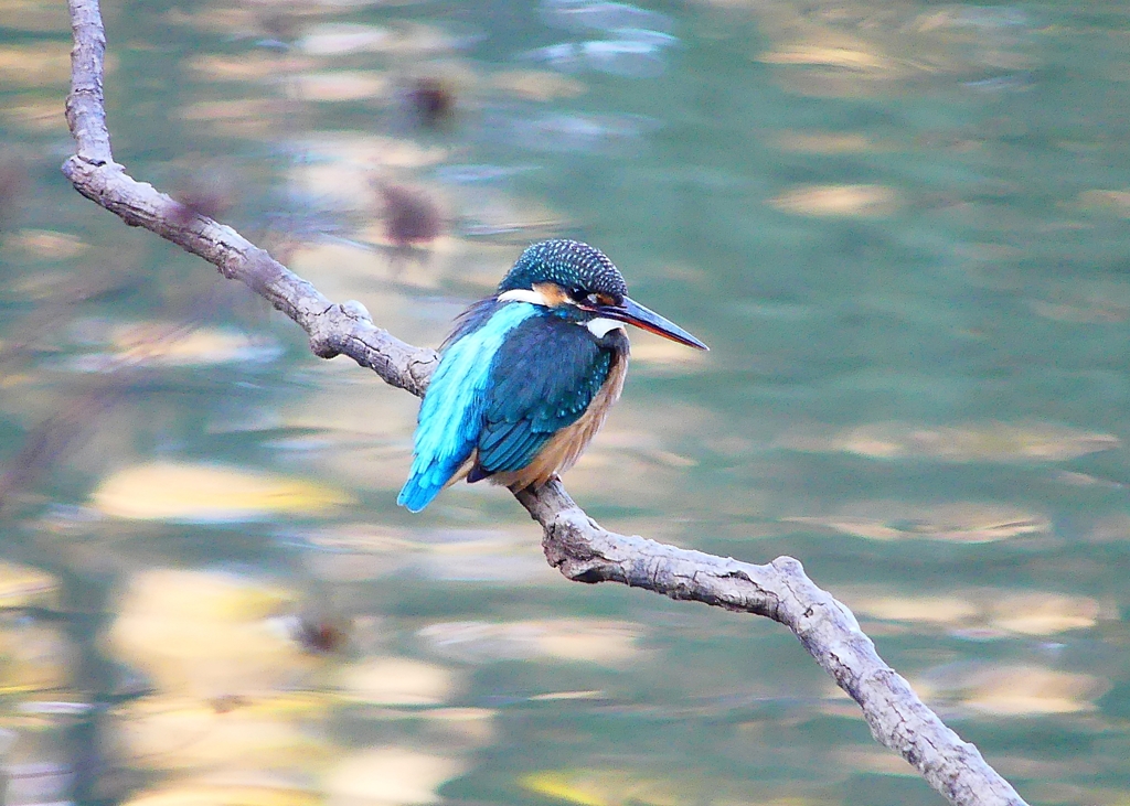 P4650250：カワセミ（メス）_R