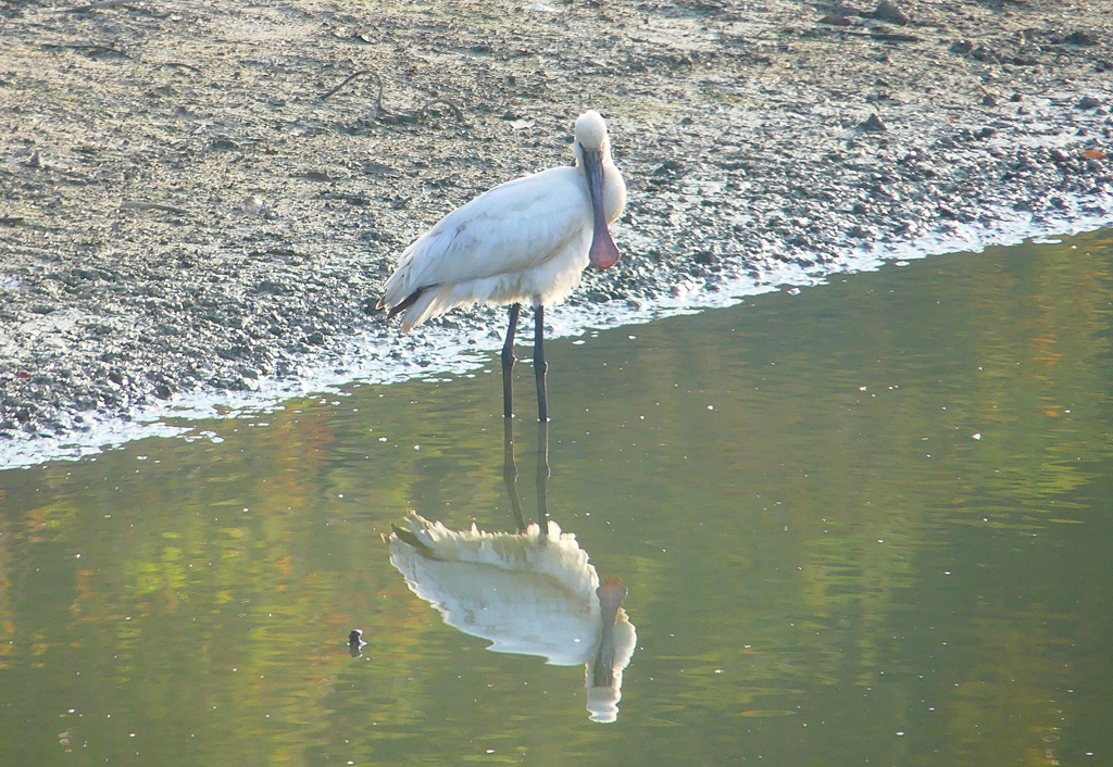 P4460806：ヘラサギ_R