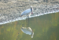 P4460806：ヘラサギ_R
