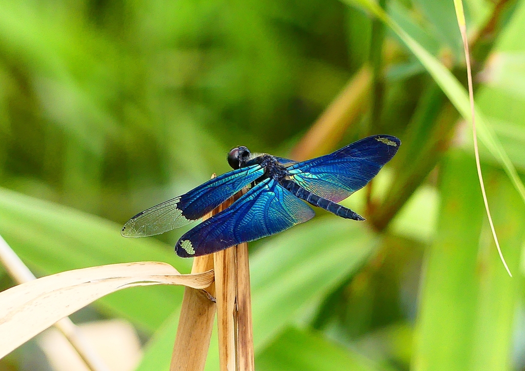 P4230556：チョウトンボ_R