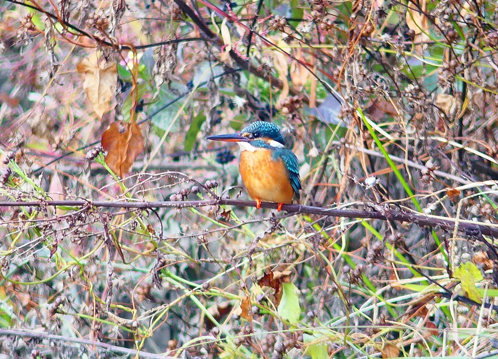 P4540350：カワセミ（メス）_R