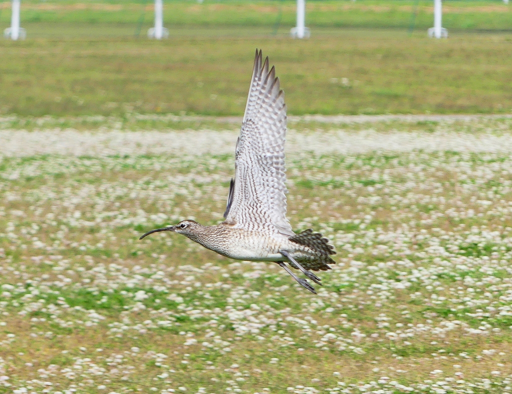 P4090449：飛ぶチュウシャクシギ_R