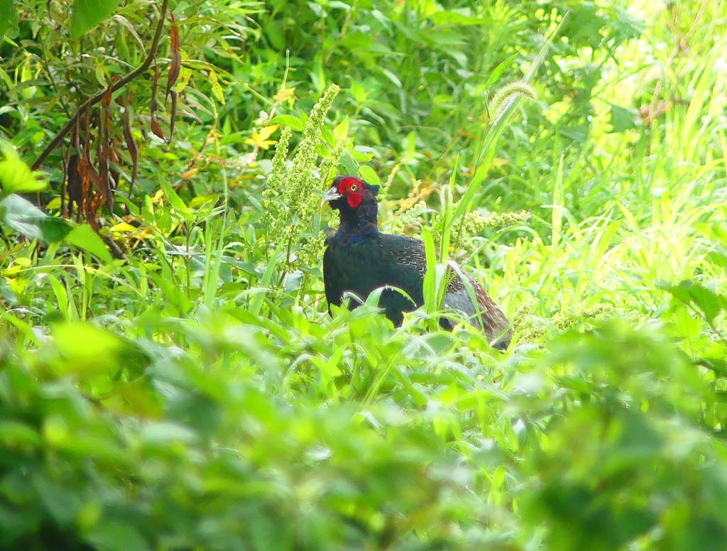 P4210361：キジ（オス）_R