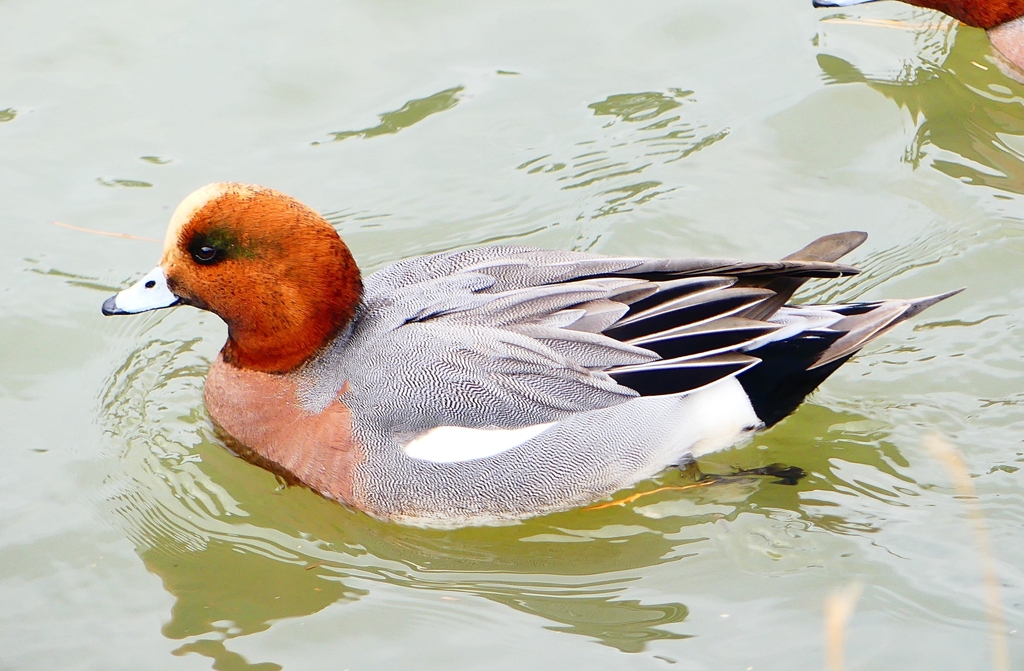 P4600652：ヒドリガモ（オス）_R