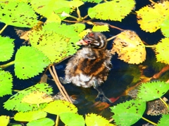 P1130683：カイツブリ_R