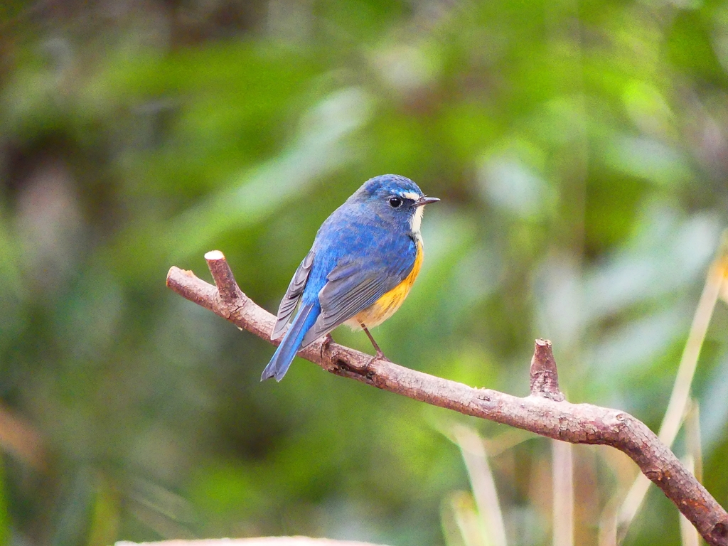 P3770533：ルリビタキ（オス）_R