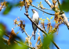 P1960025：サンショウクイ_R