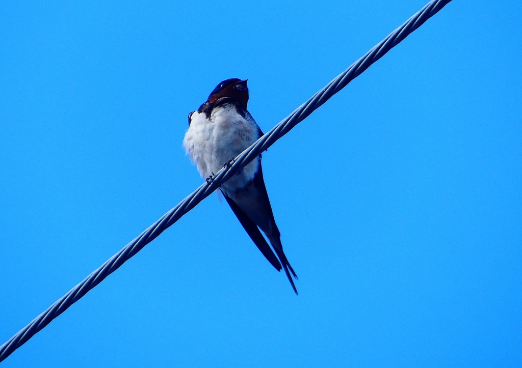 P1140017：ツバメ_R