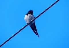 P1140017：ツバメ_R