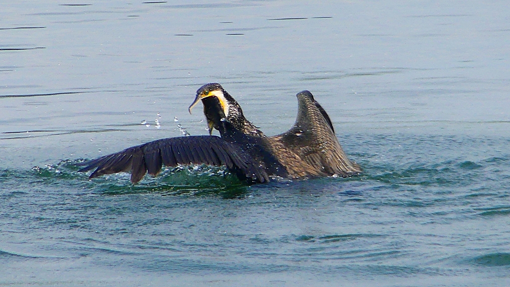 P1110819：カワウのバトル_R