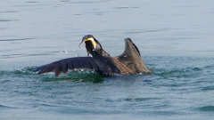 P1110819：カワウのバトル_R