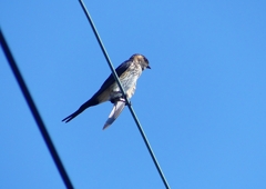 P1180526：コシアカツバメ_R