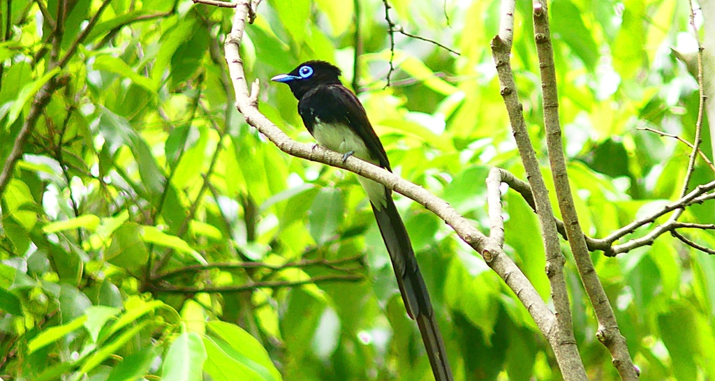 P4930784：サンコウチョウ_R