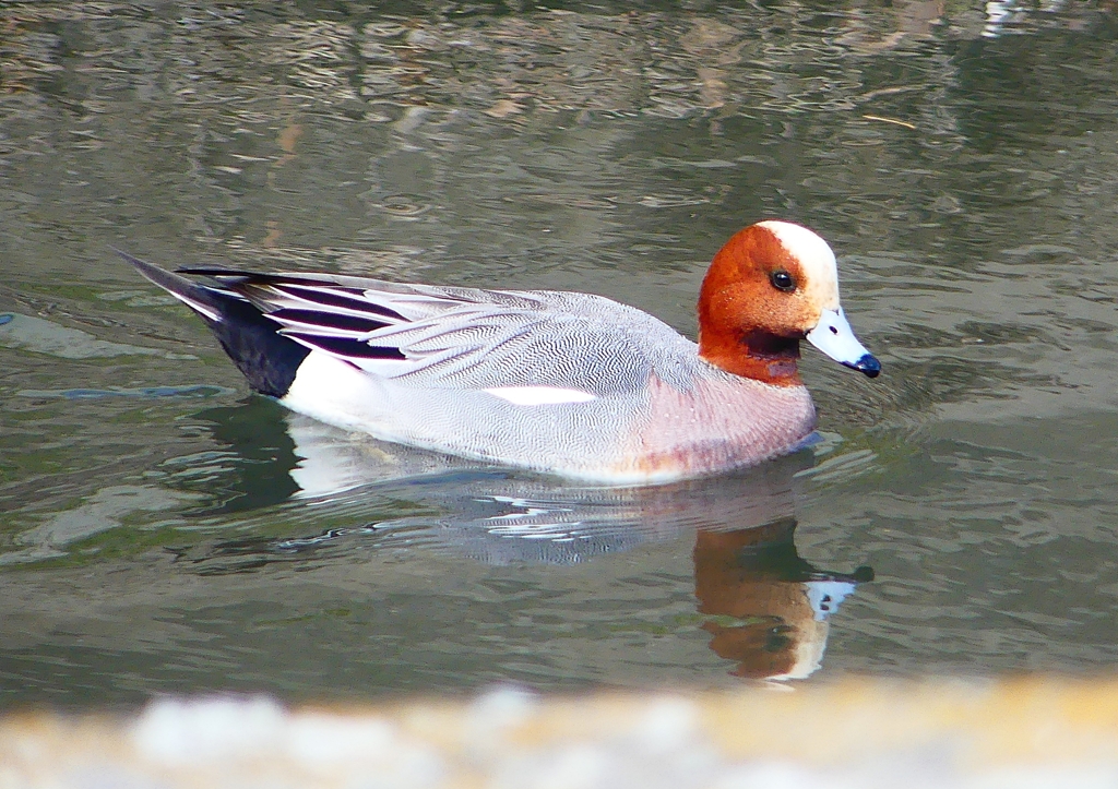 P1820033：ヒドリガモ_R