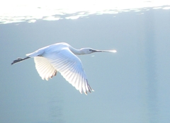 P4470168：ヘラサギ_R