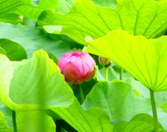 P1020561：ハスの花_R