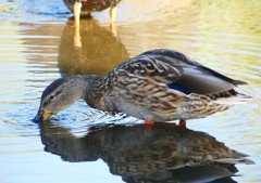 P1220141：マガモ_R