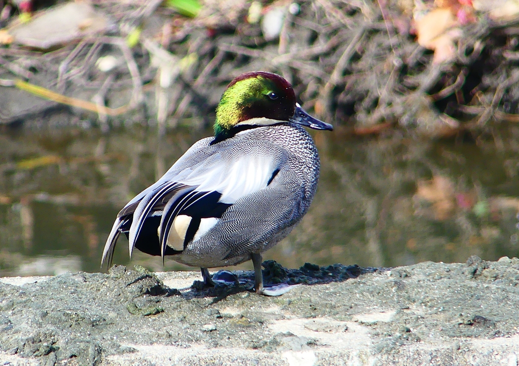 P1820071：ヨシガモ（オス）_R