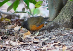 P1770860：オオアカハラ_R