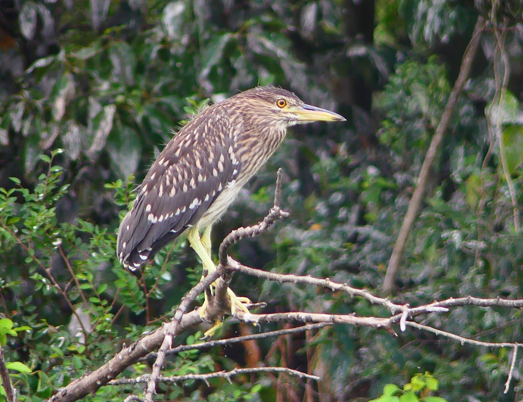 P1120211：ホシゴイ_R