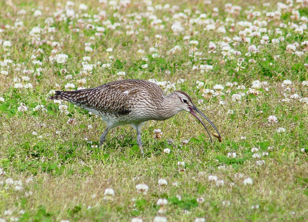 P4090393：チュウシャクシギ_R