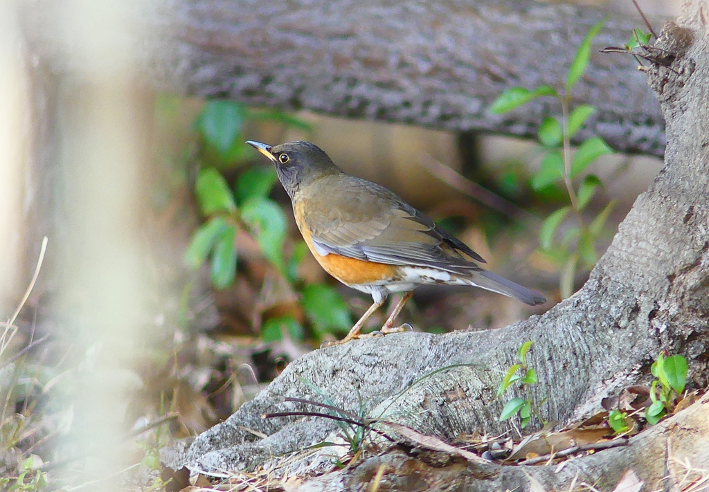 P4710525：オオアカハラ_R