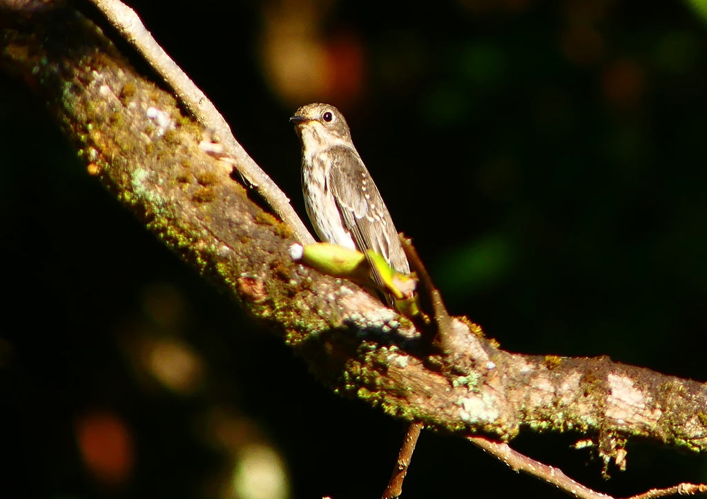 P1290077：エゾビタキ_R