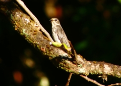 P1290077：エゾビタキ_R