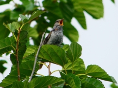 P1080582：ウグイス_R
