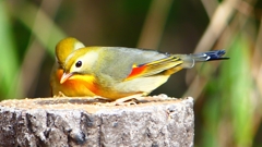 P1830958：ソウシチョウ-13_R