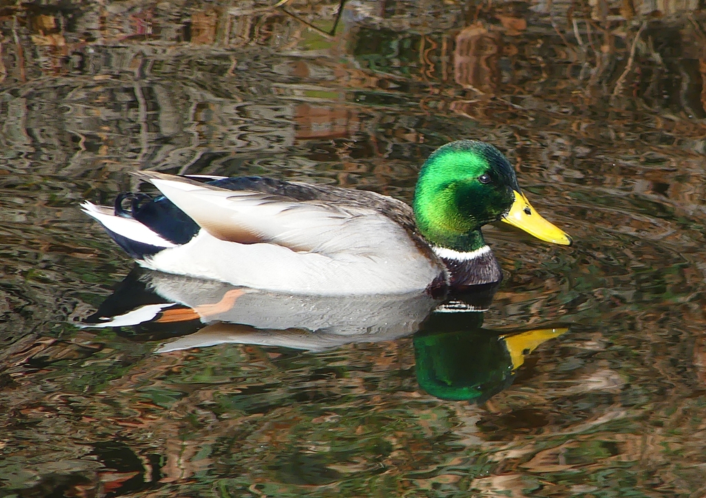 P1570382：マガモ_R