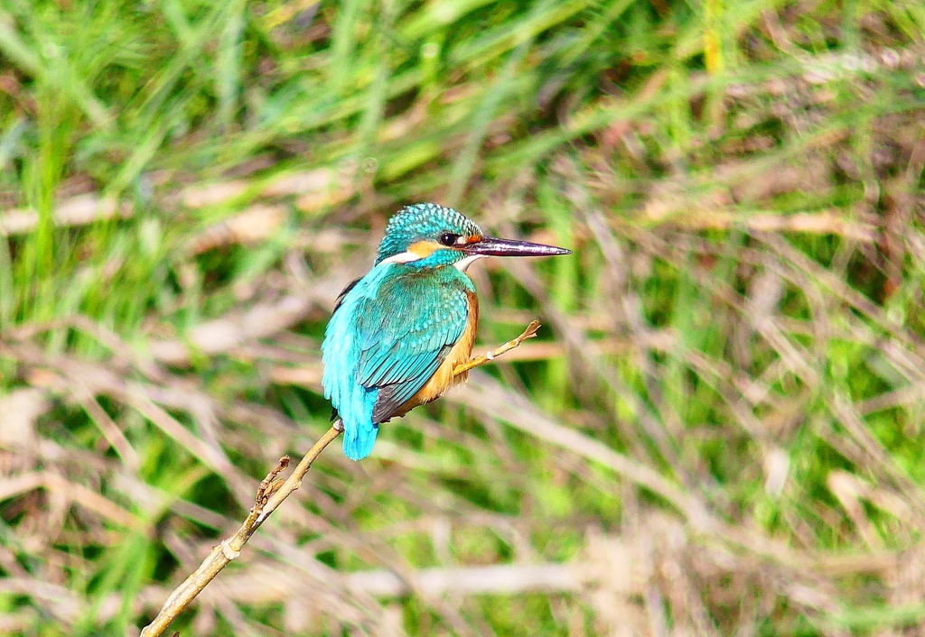 P4800554：カワセミ（オス）_R