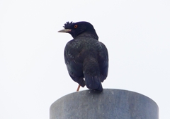 P1940484：ハッカチョウ_R