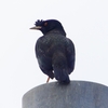 P1940484：ハッカチョウ_R