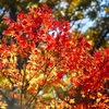 P4540009：紅葉_R