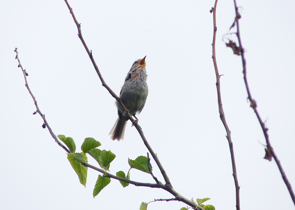 P4170144：ウグイス_R