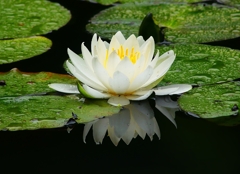 P4170755：睡蓮_R