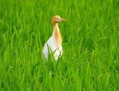 P1050737：アマサギ_R