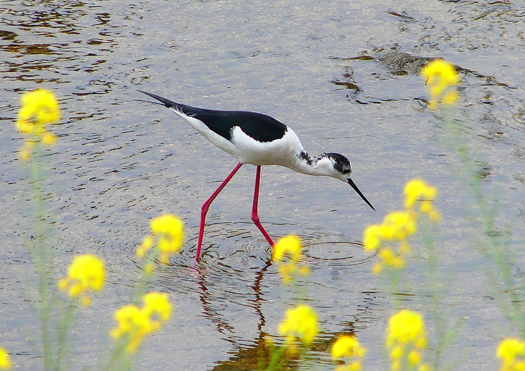 P1950261：セイタカシギ_R