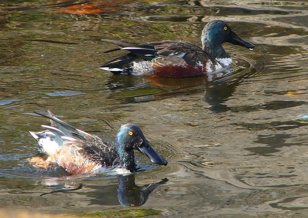 P1570869：ハシビロガモ（オス）_R