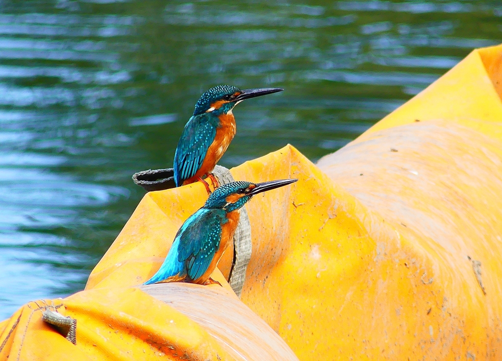 P4480503：カワセミ（オス）_R