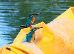 P4480503：カワセミ（オス）_R