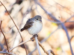 P4620471：ニシオジロビタキ_R
