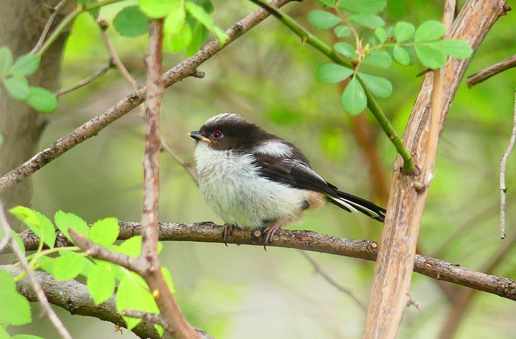 P4910205：エナガの幼鳥_R