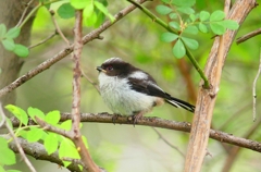 P4910205：エナガの幼鳥_R