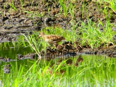 P1130280：タマシギ親子_R
