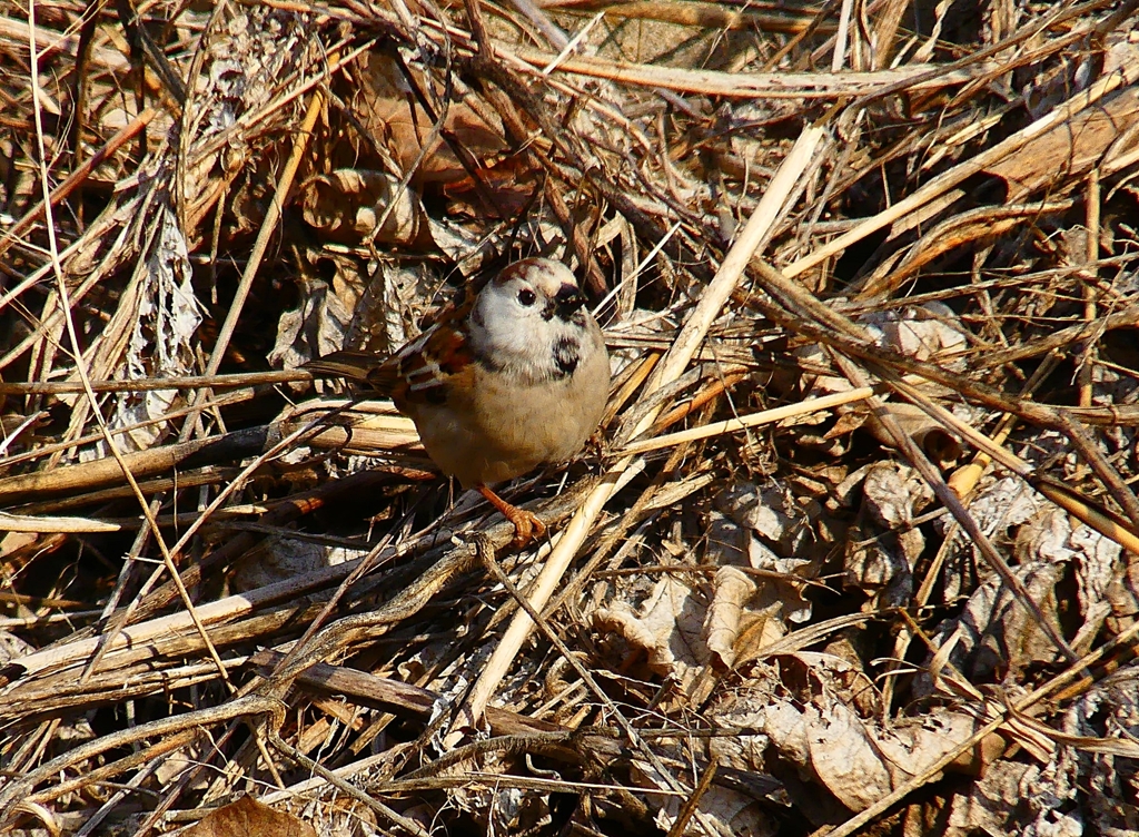 P4660754：白いスズメ_R